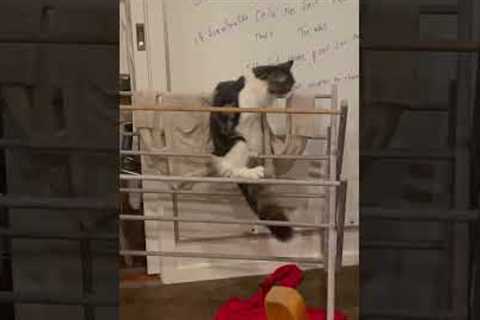 Curious Cat Caught On Clothes Rack!