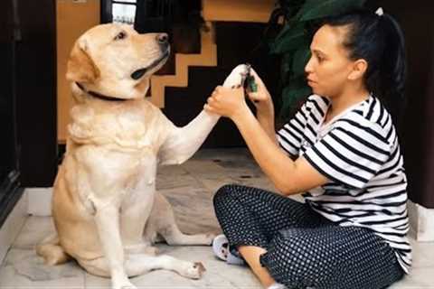 Labrador dog acts dramatic cutting his nails🤣The FUNNIEST Dogs