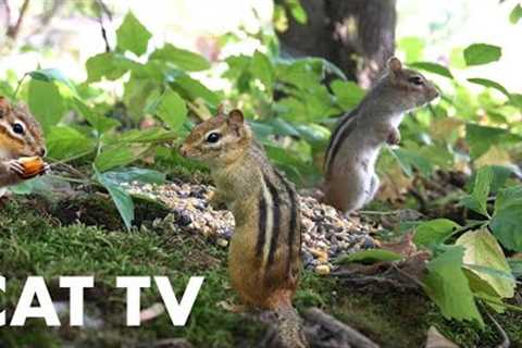 10 Hour Video for Pets - Chipmunk Frenzy in a Canadian Forest - CAT TV - Sept 18, 2023