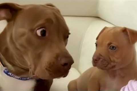 Who is this FUNNIEST videos with Pitbull dogs 🐶