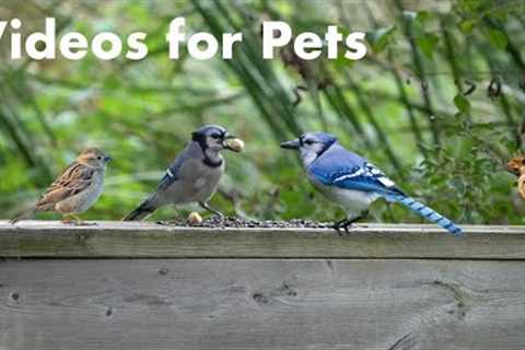 Birds, Squirrels and Chipmunks at a Conservation Area - 10 Hour Video for Pets - Sept 19, 2023