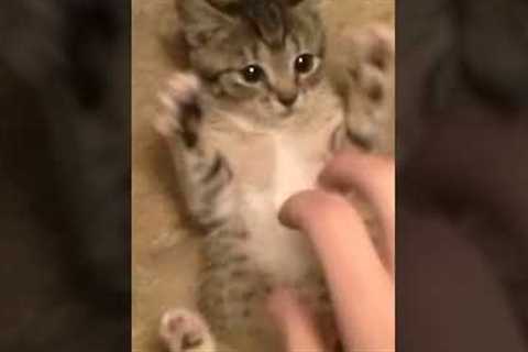 ADORABLE Kitten Loves Being SURPRISED!