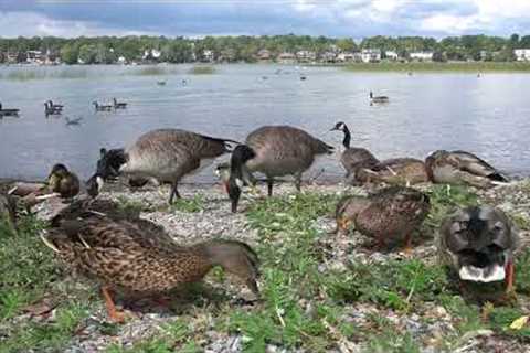 Ducks, Geese and Gulls on a Scenic Lake - 10 Hour Video for Pets and People - Sept 21, 2023