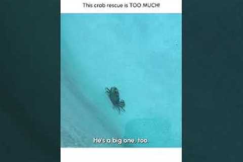 Hilarious Crab Rescue Goes WILD!