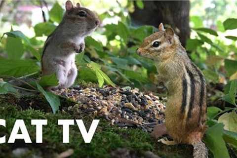 Chipmunks and Red Squirrels of the Forest - 10 Hour CAT TV - Sept 22, 2023