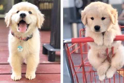 🥰 Funny And Cute Golden Puppies Make You Happier 🐶 | Cute Puppies