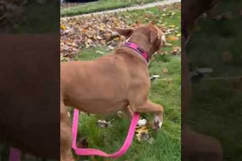 Dog Thinks Leaf Blower is a Toy!