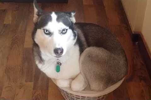 If It Fits, I Sits😅Huskies being dramatic for 10 minutes