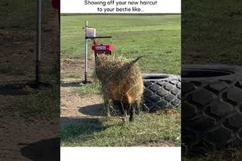 Funny Cow Shows Off New Haircut!