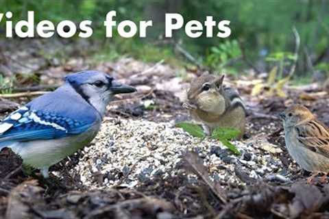 Black Squirrels, Chipmunks and Animals in the Forest - 10 Hour Video for Pets - Sept 24, 2023