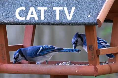 Cat TV for Cats to Watch - 10 Hours of Backyard Blue Jays, Squirrels and More - Sept 25, 2023