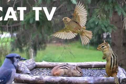 Videos for Pets to Watch - 10 Hours of Chipmunks, Birds and Squirrels - Sept 26, 2023