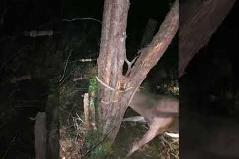 INCREDIBLE Nighttime Deer Rescue!