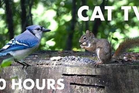 Videos for Pets and People - 10 Hours of Blue Jays, Red Squirrels and Forest Friends - Sept 27, 2023