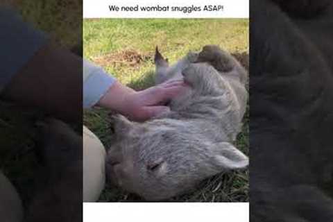 ADORABLE Wombat Loves to Cuddle!