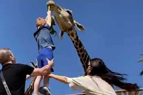 Watch Out For This Hungry Giraffe | Funniest Pets Of The Month