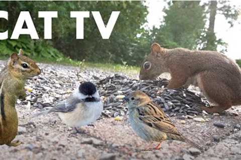 Cat TV for Cats to Watch - 10 Hours of Blue Jays, Chipmunks, Red squirrels and More - Sept 29, 2023