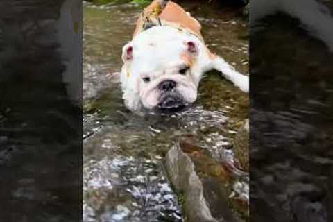 Cute Pup Cools Off In Cold Creek!