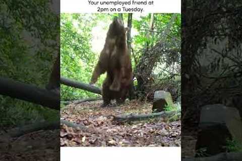 Hilarious Bear Loves Back Stratches!