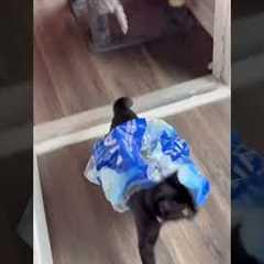 Boxed & Wrapped Cats: Adorably Hilarious Feline Follies! #cats #funny #shorts #cat #stuck