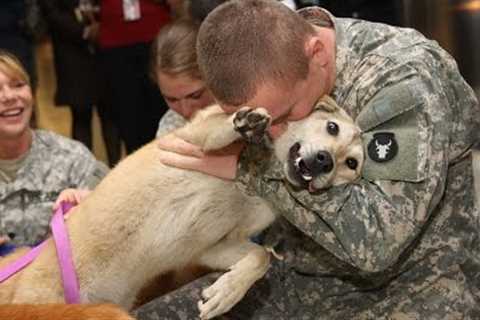 Dogs Welcoming Soldiers Home Compilation Video HD