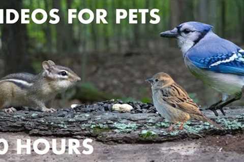 Sunday Morning Brunch for Forest Birds and Chipmunks - 10 Hour Cat TV for Cats - Oct 01, 2023