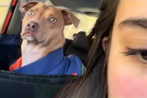 'Brave' Dog realizes he’s at the vet and not the park 🤣