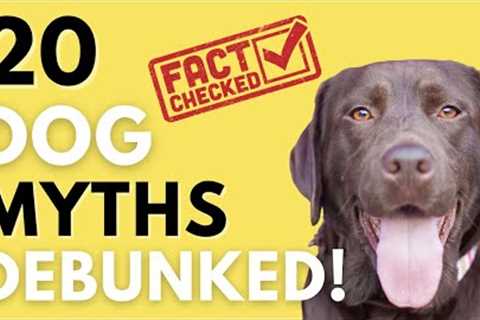 20 Common Dog Myths Debunked! Which One Did You Believe All Your Life?