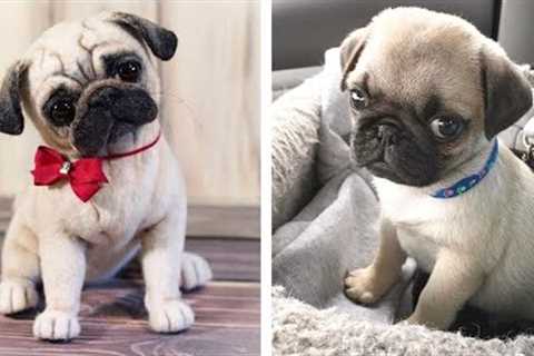 🥰 The Best Adorable Pugs in The Planet Makes Your Heart Melt 🐶 | Cute Puppies