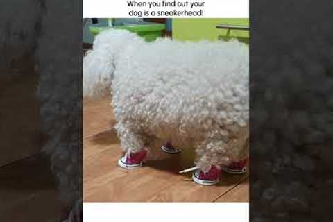 Hilarious Dog Wears Lil Sneakers!