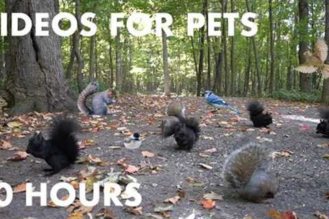 Squirrels, Chipmunks and Birds in a Canadian Forest - 10 Hour Cat TV for Cats - Oct 04, 2023