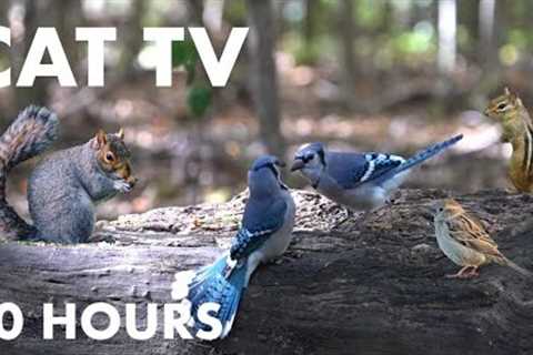 Blue Jays, Turkeys, Black Squirrels and Forest Animals - 10 Hour Cat TV for Cats - Oct 05, 2023