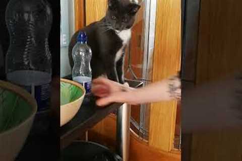 Pesky Cat Keeps Knocking Bottle Off Shelf