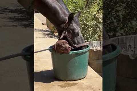 Horse And Dog Play In Water Bucket