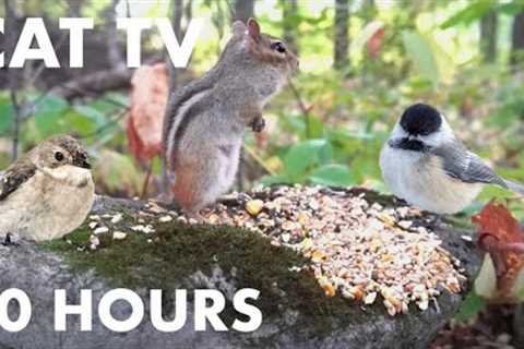 Saturday Morning Cartoons for Pets - Chipmunks in the Forest - 10 Hour Cat TV - Oct 07, 2023