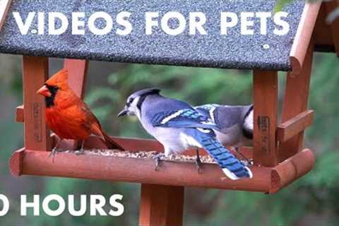 Sunday Morning Brunch for Blue Jays, Cardinals and Squirrels - 10 Hour Cat TV - Oct 08, 2023