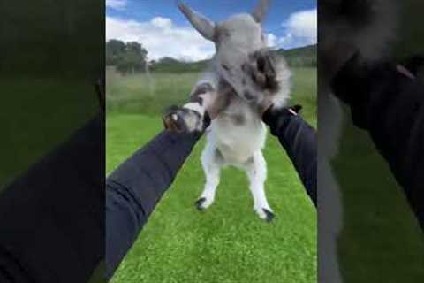 Adorable Goat Goes For a Spin!