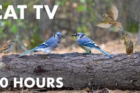 Blue Jays, Red Squirrels, Chipmunks and Forest Animals - 10 Hour Cat TV for Cats - Oct 10, 2023