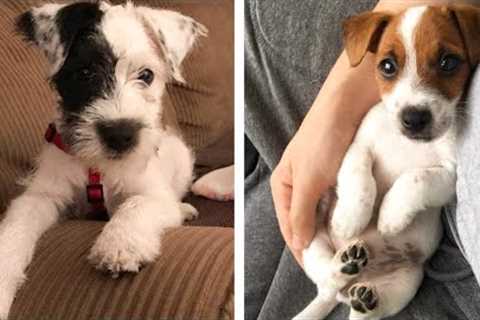 The Cutest and Funniest Jack Russell Puppies 🐶 Look Forward To Seeing Them All 😍 | Cute Puppies