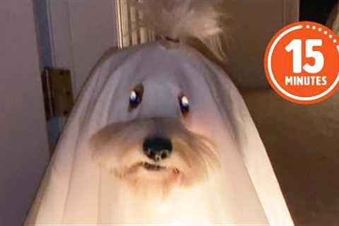 FUNNY Pets Reenacting Horror Movies 🤣 | Best Halloween Compilation