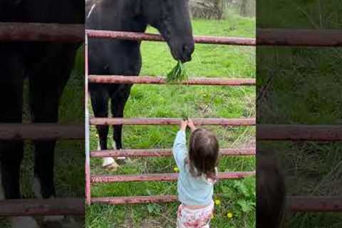 Adorable Girl Feeds Horse