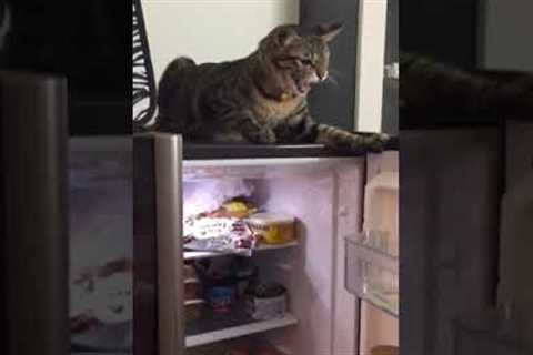 Cute Cat Holds Open Fridge Door