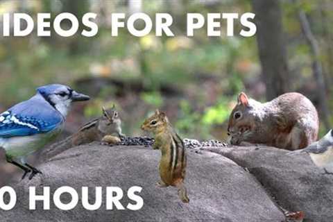 Forest Friends Hanging Out on the Rock - 10 Hour Videos for Pets - Cat TV for Cats - Oct 12, 2023