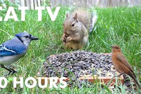 Backyard Birds and Squirrels Eating Seeds - 10 Hour Videos for Pets and People - Oct 13, 2023