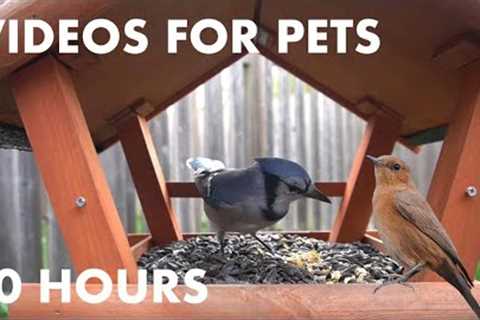 Sunday Morning Brunch for Blue Jays and Squirrels - 10 Hour Video for Pets and People - Oct 15, 2023