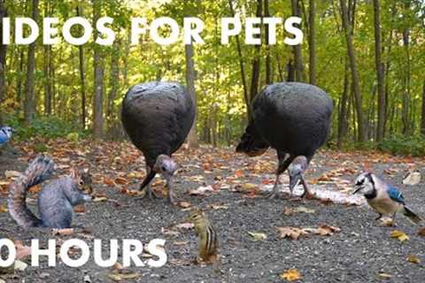 Turkeys, Birds, Squirrels and Chipmunks in a Canadian Forest - 10 Hour Cat TV - Oct 16, 2023