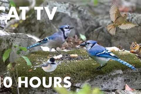 Blue Jays, Chipmunks, Black Squirrels and Forest Friends - 10 Hour Cat TV for Cats - Oct 17, 2023