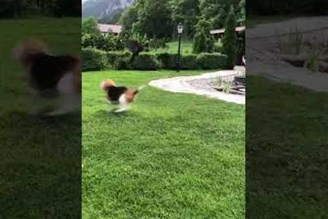 Adorable Beagle and Crow Play Together in Garden!