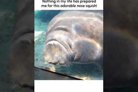 Silly Manatee Squishes Nose!!