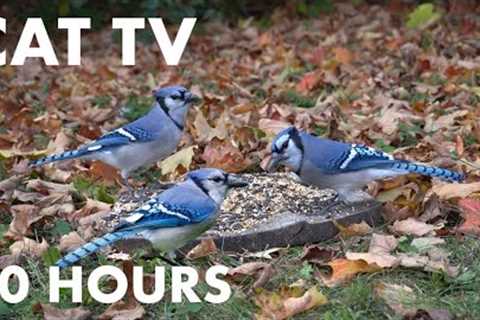 Backyard Blue Jays and Squirrels in the Autumn Leaves - 10 Hour Videos for Pets - Oct 19, 2023